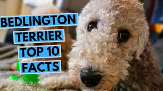 Bedlington Terrier  TOP 10 Interesting Facts [upl. by Newmann]