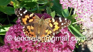 Papillons  une année à belles dames [upl. by Cummins182]