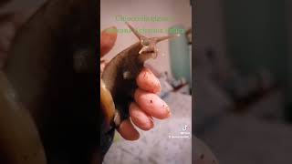 Chiocciola gigante africana Achatina Fulica pets snail achatinafulica bigsnail achatina [upl. by Haidebez]