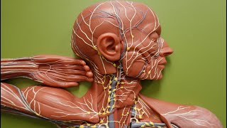 Lymph Flow through Lymphatic Trunks and Ducts [upl. by Hose30]