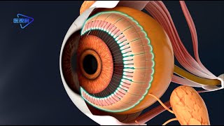 The structure of the eyeball wall cornea iris sclera retina ciliary body眼球壁的结构：角膜、虹膜、视网膜、巩膜 [upl. by Sucramal]