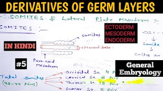 General Embryology  Derivatives of Germ Layers  Ectoderm Mesoderm and Endoderm derivatives [upl. by Ahsineg]