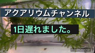 2024年11月20日 1日遅れのアップとなりました。 aquarium スジエビ 熱帯魚 [upl. by Jobie]