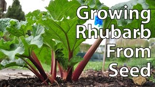 How to Grow Rhubarb from Seed for Productive Plants [upl. by Aiel182]