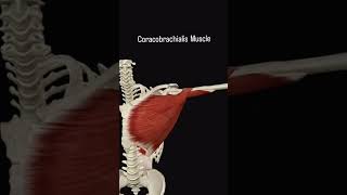 “coracobrachialis muscle” 💪 [upl. by Tsyhtema410]