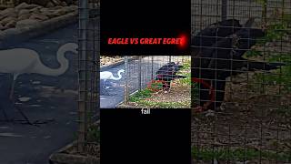 Eagle vs great egret trending animals wildlife eagle birds shorts [upl. by Aslin]