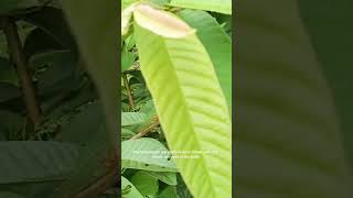 Phyto oestrogen in guava leaves donik [upl. by Lauber]