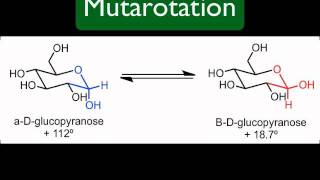 Mutarotation [upl. by Kataway499]