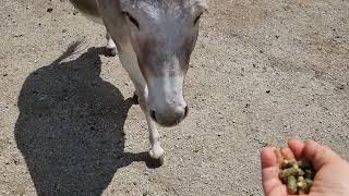 Esel im Tiererlebnispak Buchenberg Waidhofen an der Ybbs kluge Tiere  Jeder hat seinen Rang [upl. by Langbehn561]