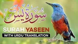 Surah Yasin  Yaseen  with Urdu Translation  Quran Tilawat Beautiful Voice  Hindi Tarjuma [upl. by Grega]