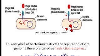 Restriction enzymes Definition Types and Cut Patterns [upl. by Wiedmann]