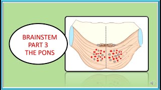 BRAINSTEM PAALS PART 3 THE PONS [upl. by Letnahc653]