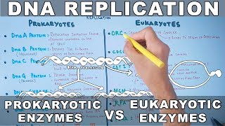 DNA Replication  Prokaryotic vs Eukaryotic Enzymes [upl. by Langbehn670]