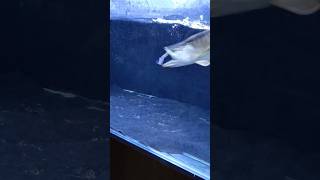 red tail golden arowana eating catfish [upl. by Divadnoj]