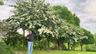 different Dogwood trees explained native vs hybrids [upl. by Lemrej]