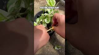 resetting pothos [upl. by Swetlana]