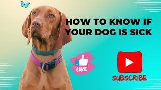 How to Know If Your Dog is Sick  Signs amp Symptoms petlovers dogs [upl. by Franek]