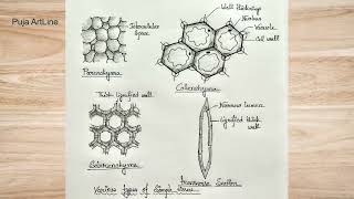 Simple tissue Diagram parenchyma collenchyma sclerenchymaBiology classScience projectpractical [upl. by Suiram]