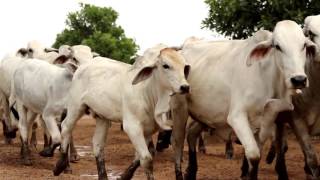 Producción de ganado bajo confinamiento TvAgro por Juan Gonzalo Angel [upl. by Laroy239]