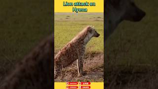 Hayena vs Loins animals wildanimals shortsviral [upl. by Rufena194]