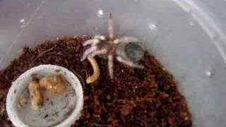 baby mexican redknee tarantula feeding [upl. by Tran868]