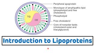 Introduction to Lipoproteins  Lipoproteins Biochemistry  Lipoproteins Explained [upl. by Buhler]