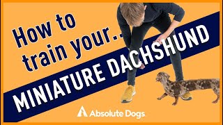 How to Train Your Miniature Dachshund [upl. by Nosretep]