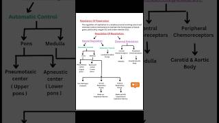 Regulation of respiration  one page anatomy notes [upl. by Sakram]