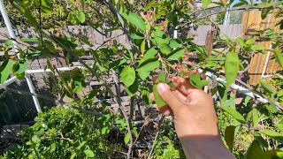 Growing Canadian Serviceberry Amelanchier Canadensis update on plum trees and other fruit trees [upl. by Weixel35]