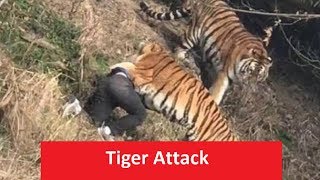 latest tiger attack in India [upl. by Lewis13]