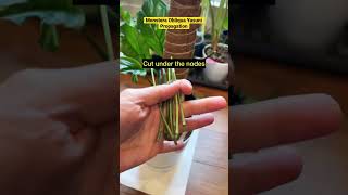 How to propagate Monstera Obliqua Yasuni shorts monsteraobliqua [upl. by Leamhsi]