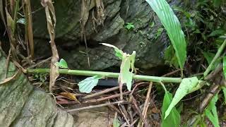 FULL 88 DAY SOLO SURVIVAL IN THE RAIN FOREST  RELAXING IN THE SHELTER WITH THE SATISFYING SOUND [upl. by Yuma]