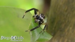 Salticidae Phiale Aranha papa mosca  Aranha saltadora  Jumping Spider species [upl. by Malita102]