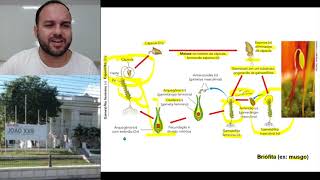 Criptógamas  Características e Ciclo Reprodutivo [upl. by David]