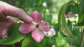 Кизил Коуза Cornus Kousa Османтус Osmānthus Cytisus Battandieri  Лесосад с нуля [upl. by Desdemona]