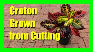 3 Croton Plant Propagation Methods In Water Soil and Air Layering [upl. by Bal]