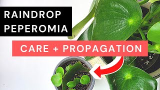 Peperomia Polybotrya Care  Propagation amp 3month result  Raindrop peperomia Coin leaf peperomia [upl. by Tut]