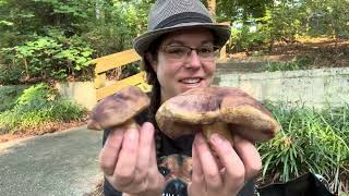 Rare mushroom alert Tylopilus williamsii amp common golden reishi Ganoderma curtisii [upl. by Otreblon]