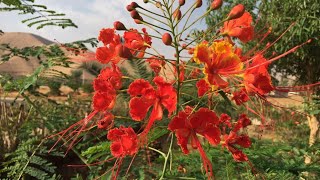 شجيرة سيسلبينيا ، زهرة الطاووس Caesalpinia pulcherrima Caesalpiniaceae [upl. by Heywood712]