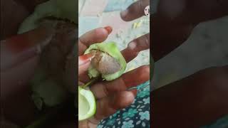 Ganneru chettusubscribemychannel viralshort telugu poisonousplant [upl. by Particia66]