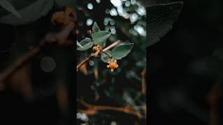 How to do Flower Photography with Phone  Tutorial Video  Oppo Reno 10 Pro 5G youtubeshorts [upl. by Crichton]