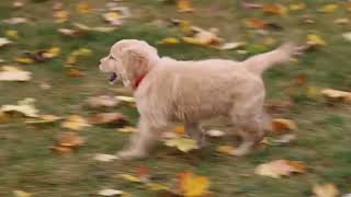 Golden Retriever Puppy For Sale [upl. by Maddy]