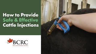 How to provide safe and effective cattle injections [upl. by Newol]