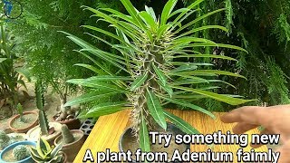 How to grow Pachypodium plant [upl. by Nrublim181]