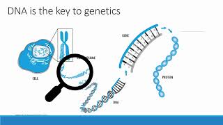 Genetics Carrier Screening [upl. by Arimay]