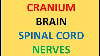 BRAIN CRANIUM SPINAL CORD NERVES  Video 340 [upl. by Valera]