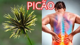 Beneficios Do Chá de Picão preto febres hipertensão diabetes gastrite anemia hemolítica [upl. by Jollenta]