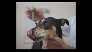 Easy way to brush a dogs teeth [upl. by Venator]