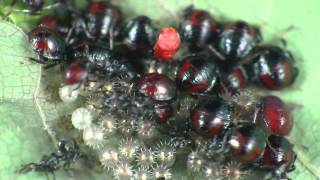 Spined Soldier Bug Nymphs  Macro Time Lapse [upl. by Iona]