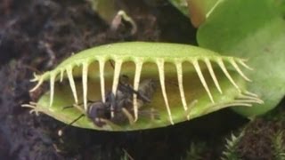 Predator plant devours a fly  Растениехищник сжирает муху [upl. by Ardnayek]